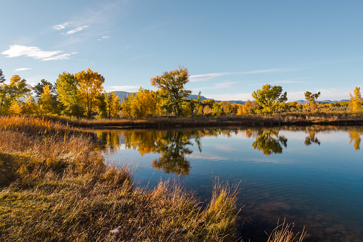 Taos: Sunlit Rio Grande River and cottonwoods in autumn. Shot in Pilar near Taos. Copy space in the blue sky.\n\n\n\nCopy space available.