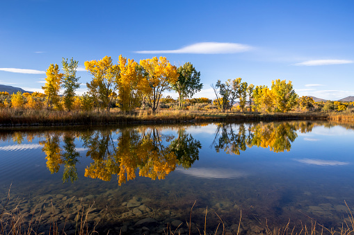 Quiet backwater on the Colorado River. Golden autumn foliage is reflecting in the calm water