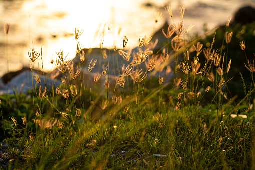 Beautiful meadow with sunset sea water background. Wild grass with sunset or sunrise background. Shallow depth of field image. Uprising mood. Abstract background.