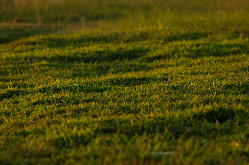 Full frame shot of grassy field. Nature background. Field of grass.