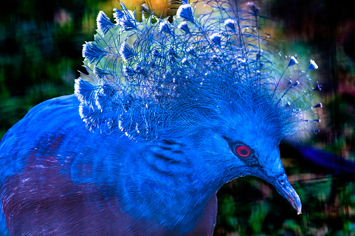 Colorful Blue Red Eyed Victoria Crowned Pigeon Bird Goura victoria in Waikiki Honolulu Hawaii. Tropical bird is native to North Guinea.