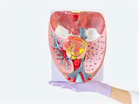 Human body with kidneys. 3d illustration