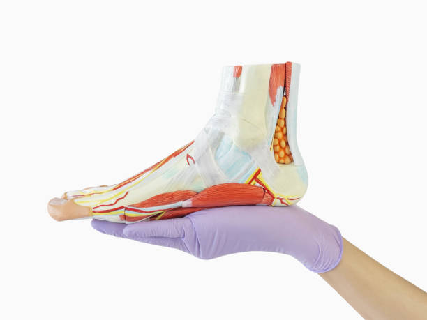 Orthopedist holding and showing a foot model