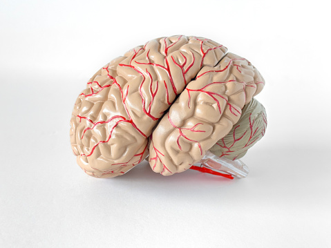 Human brain and spine model