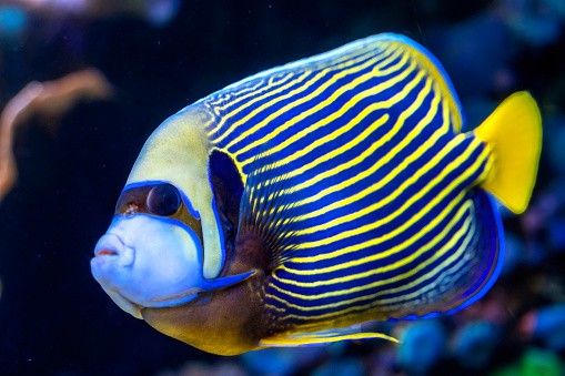 Colorful Blue Yellow Emperor Angelfish Pomacanthus imperator Tropical Fish Waikiki Oahu Hawaii. Found in coral and reefs in tropical waters, including Pacific Ocean.