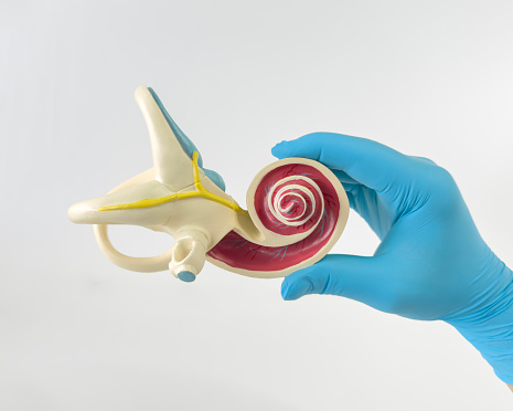 Doctor holding and showing  human Inner ear model of auditory system