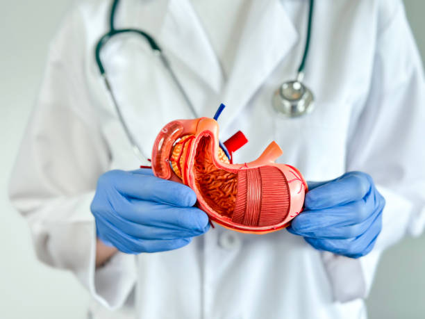 istock Doctor holding a human stomach model 1575511439