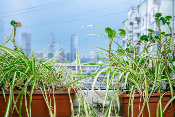 green plants in flowerpots on the windowsill against the modern cityscape