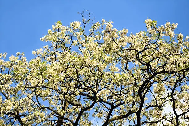 Black Locust tree in spring full of florescence, some twigs are in motion by wind.