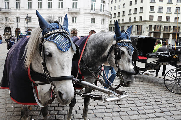 istock black and white horses with carriage 157551587