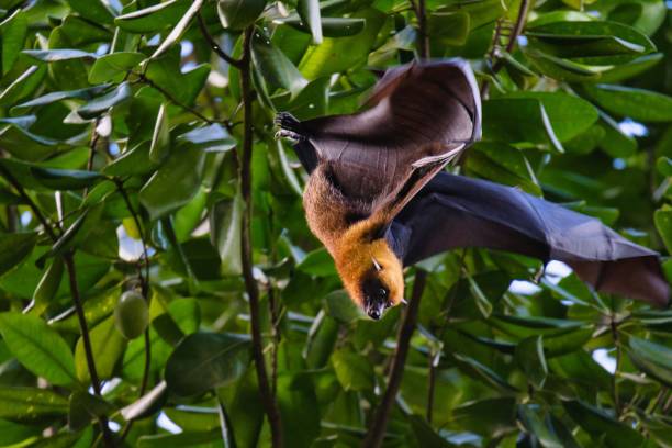 istock Seychelels fruit bat flying from the tree, Mahe Seychelles 1575537371