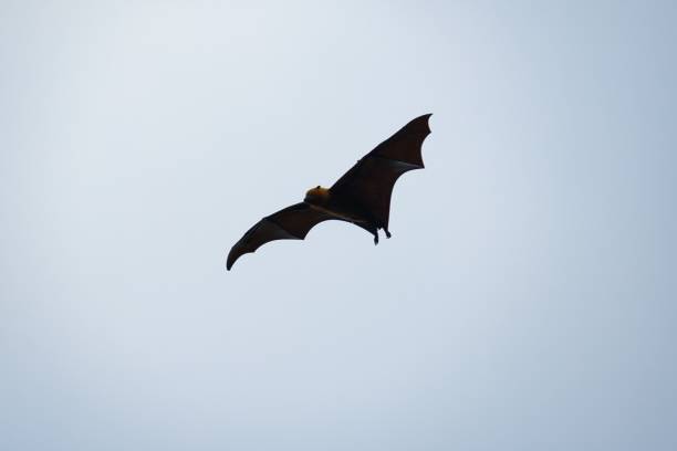 istock Seychelles fruit bat flying on cloudy day, Mahe Seychelles 1575541483