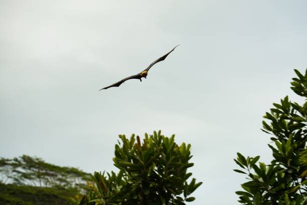 istock Seychelles fruit bat flying on cloudy day, Mahe Seychelles 3 1575541537