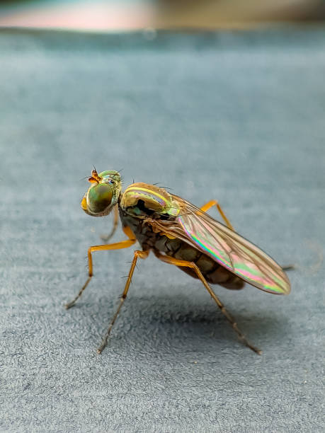 istock Longlegged Fly Medetera Dolichopodidae in close view 1575542075