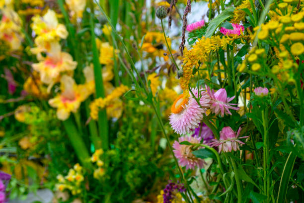 Beautiful decorative plants and flowers. Natural background.