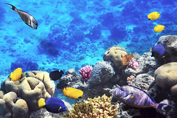 istock Coral and fish in the Red Sea.Egypt 157555366