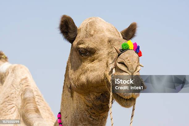 Camello Foto de stock y más banco de imágenes de Aire libre - Aire libre, Animal, Animal doméstico