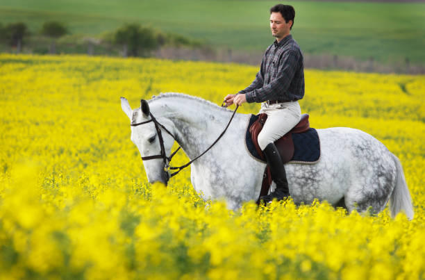 istock Young man with his horse in canola field 157557868