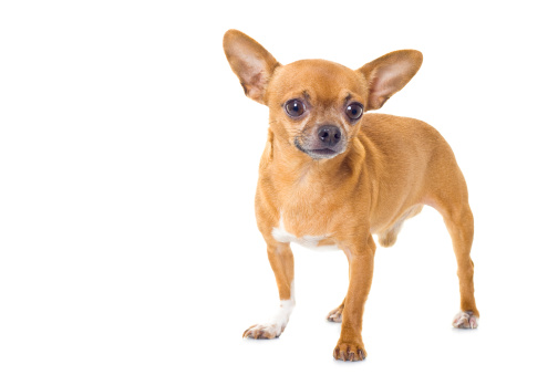 High angle view of a Chihuahua dog