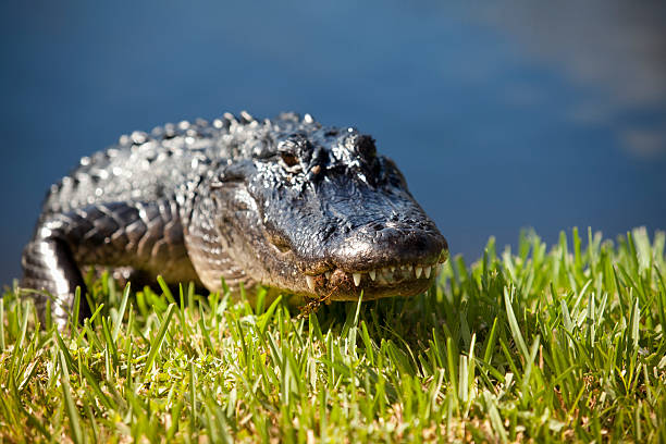 зажим в болото - big cypress swamp стоковые фото и изоб�ражения