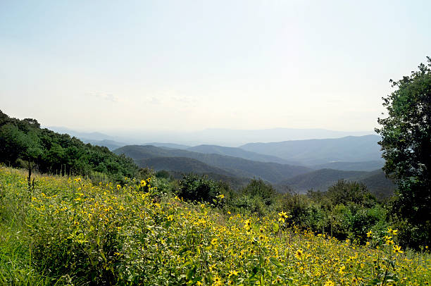 горы блю ридж, аппалачи, штат виргиния - blue ridge mountains appalachian mountains appalachian trail skyline drive стоковые фото и изображения