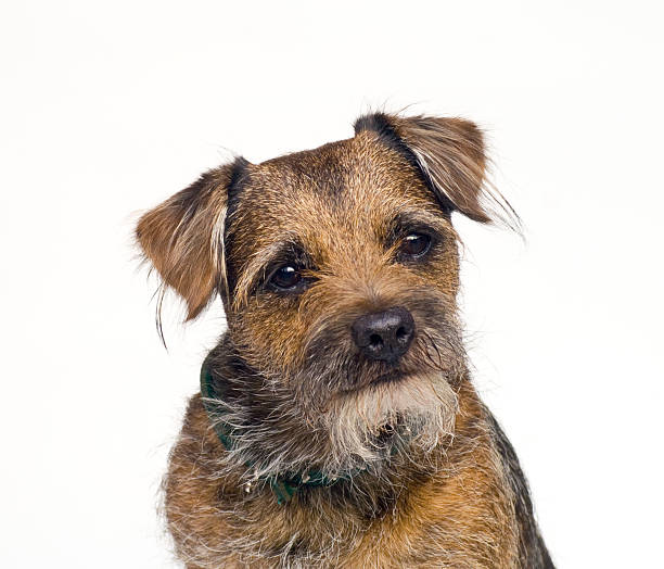 Border Terrier portrait Border Terrier taken against  a white paper background in natural daylight. border terrier stock pictures, royalty-free photos & images