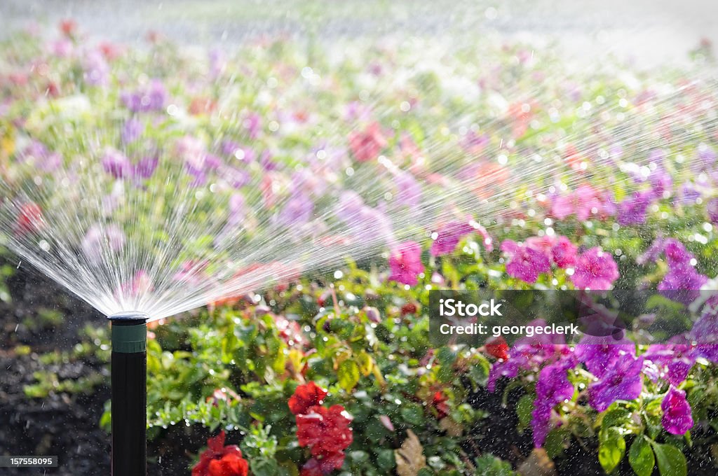 Automatic Sprinkler Watering Flowers An automatic sprinkler watering a bed of flowers in bright sunshine.  Please note intentionally shallow depth of field. Irrigation Equipment Stock Photo