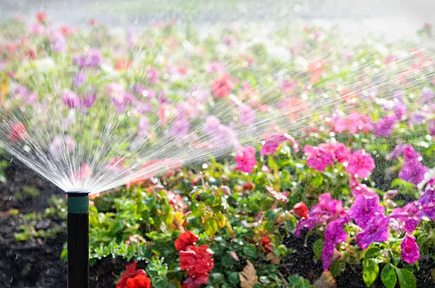 An automatic sprinkler watering a bed of flowers in bright sunshine.  Please note intentionally shallow depth of field.