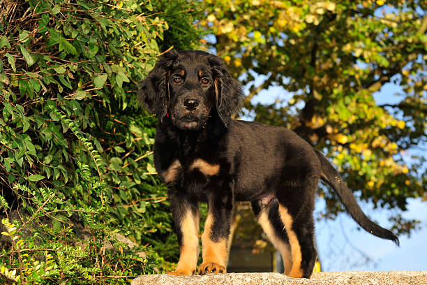 portrait of 4 months old Hovawart dog. German dog breed, an estate guard dog.