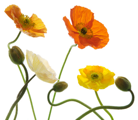 Summer background. Flowers of eschscholzia californica or californian poppy, flowering plant of family papaveraceae .