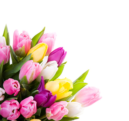 Bright Hot Pink Tulip Flowers in Full Bloom with Lush Green Stems & Leaves in Bright Natural Daylight with a Neutral Cream-Colored Background with Copy Space