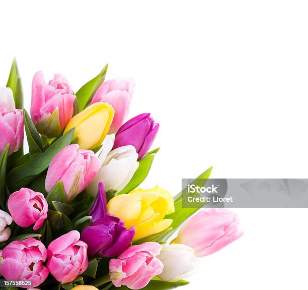 Bouquet De Túlipas Isolado A Branco - Fotografias de stock e mais imagens de Tulipa - Tulipa, Bouquet, Fundo Branco