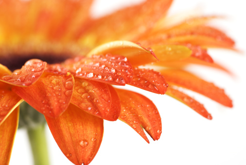 An orange Californian poppy after a rain shower.