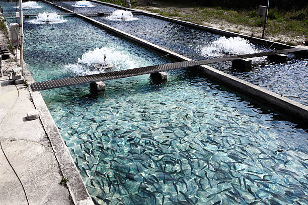 Fish farm at Bussi, in Abruzzo  aquaculture photos stock pictures, royalty-free photos & images