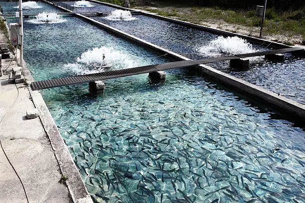 Photo of Fish farm at Bussi, in Abruzzo