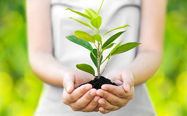 una giovane donna abbraccia il germoglio di un albero - growth plant human hand tree foto e immagini stock