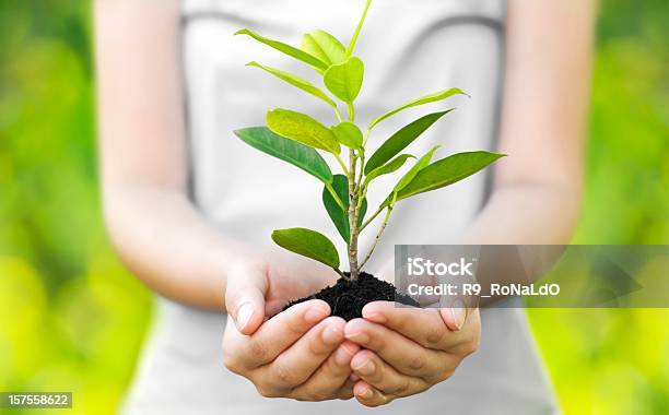 A Young Woman Cradling A Tree Sprout Stock Photo - Download Image Now - Tree, Planting, Seed