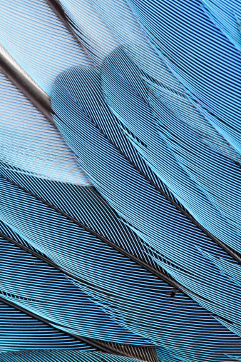 Beautiful duck wing feather on a white isolated background.