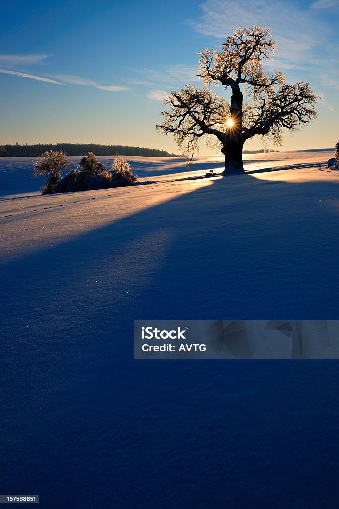 Quercia nella neve coperto paesaggio invernale al tramonto - Foto stock royalty-free di Tramonto