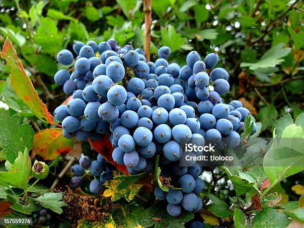Blueberry Ripe Stock Photo - Download Image Now - Berry Fruit, Berry Juice, Blue