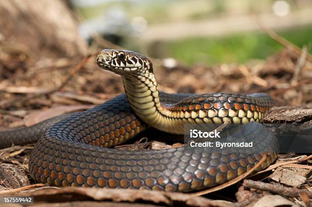 Closeup Of Copperhead Snake In The Leaves Stock Photo - Download Image Now - Snake, Australia, Poisonous