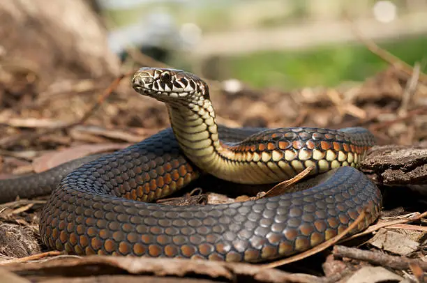 Photo of Close-up of copperhead snake in the leaves