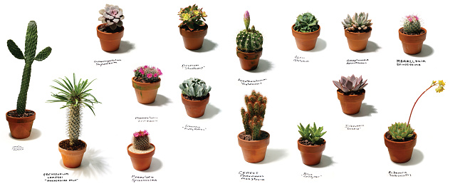 a collection of succulent plants (cacti) on white background with their scientific names.