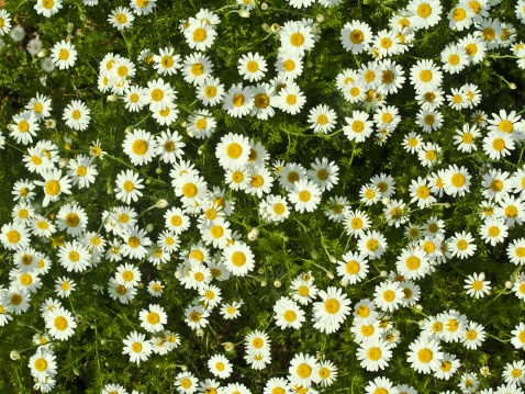 daisy field