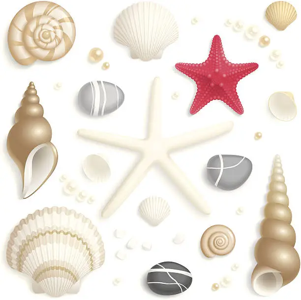 Vector illustration of Seashell set