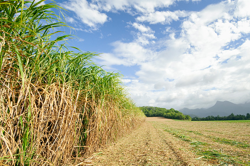 A sugar cane plantation in Northern Queensland, Australia, at harvest time.