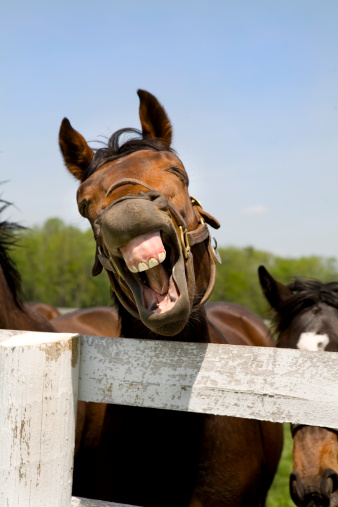 Laughing Thoroughbred Racehorse with her lips peeled back as if she is laughing, shown in a Kentucky horse farm
