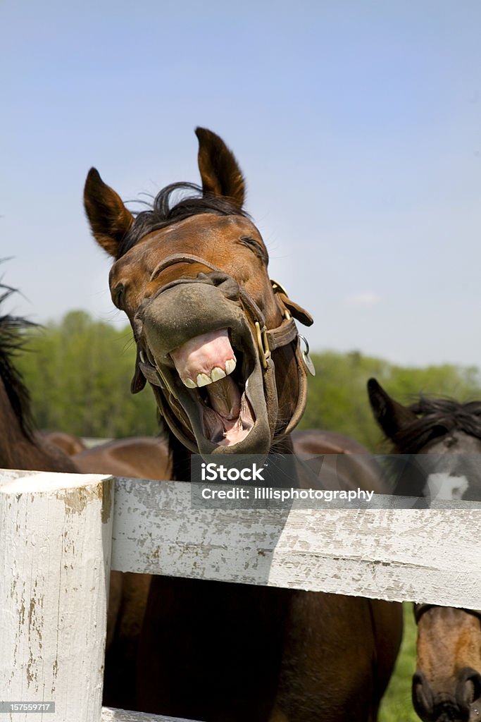 Śmiać się Thoroughbred Koń wyścigowy - Zbiór zdjęć royalty-free (Koń)