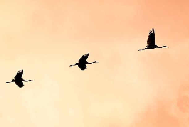 Brolgas Silhouetted in Flight