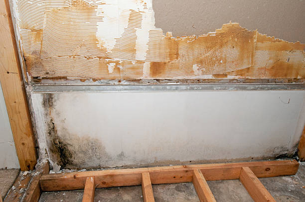 몰드 지역에 최하부 요실 - mold basement house wet 뉴스 사진 이미지